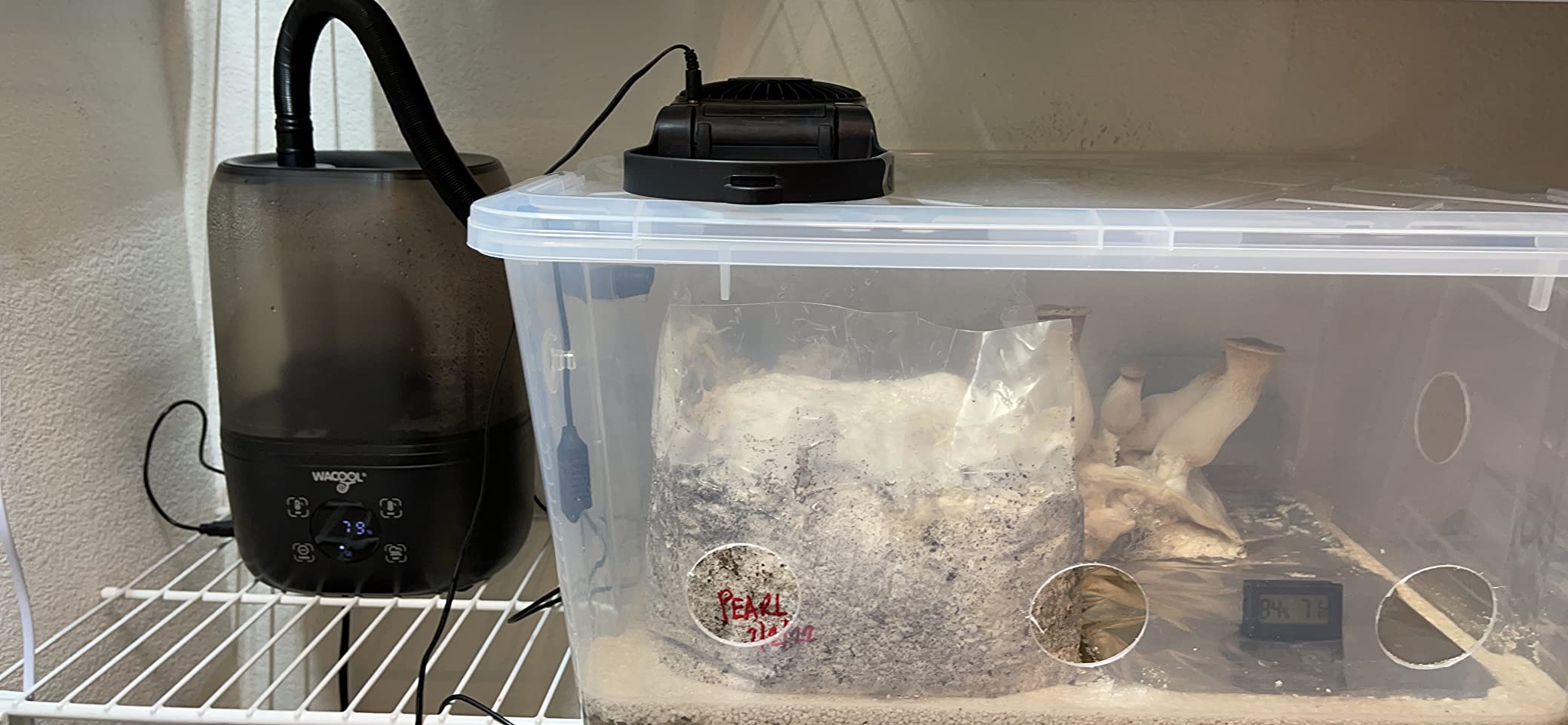 WACOOL Reptile Fogger with Humidity Controller, 4L Large Tank Reptile Humidifier with Humidistat & Extended Hose, Automatic Terrarium Fogger for Beared Dragon Lizard Gecko Snake Tortoise customer photo 1