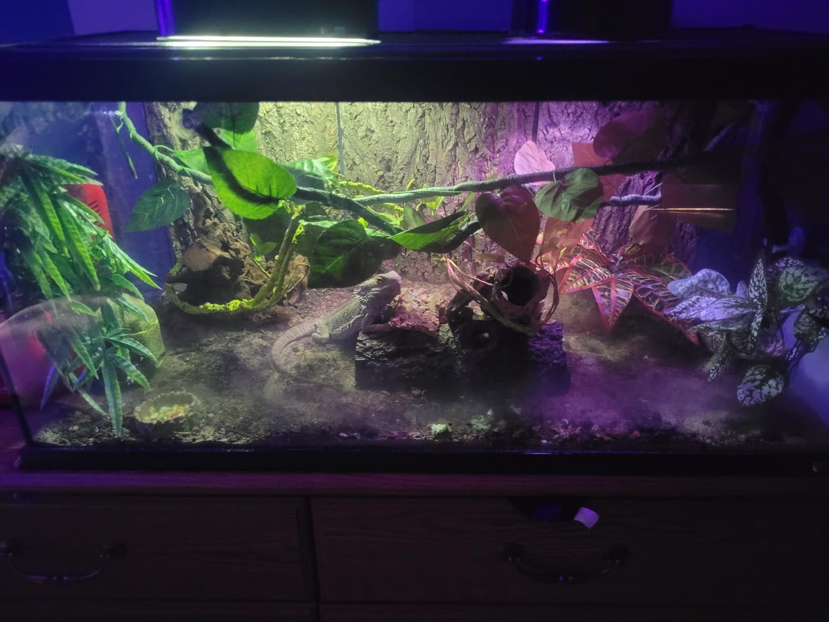 WACOOL Reptile Fogger with Humidity Controller, 4L Large Tank Reptile Humidifier with Humidistat & Extended Hose, Automatic Terrarium Fogger for Beared Dragon Lizard Gecko Snake Tortoise customer photo 2