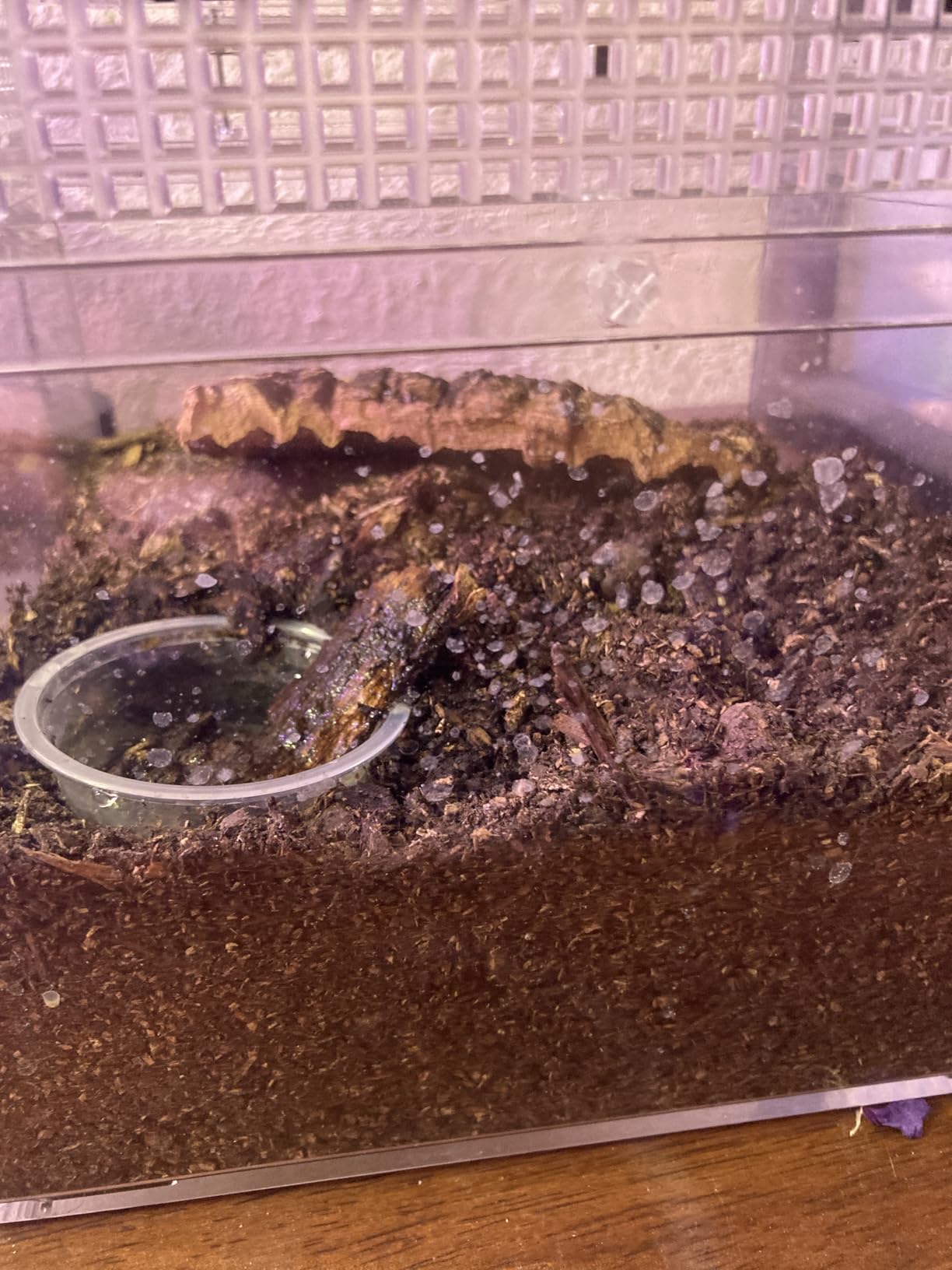 Reptile Growth Mini Reptile Terrarium,12