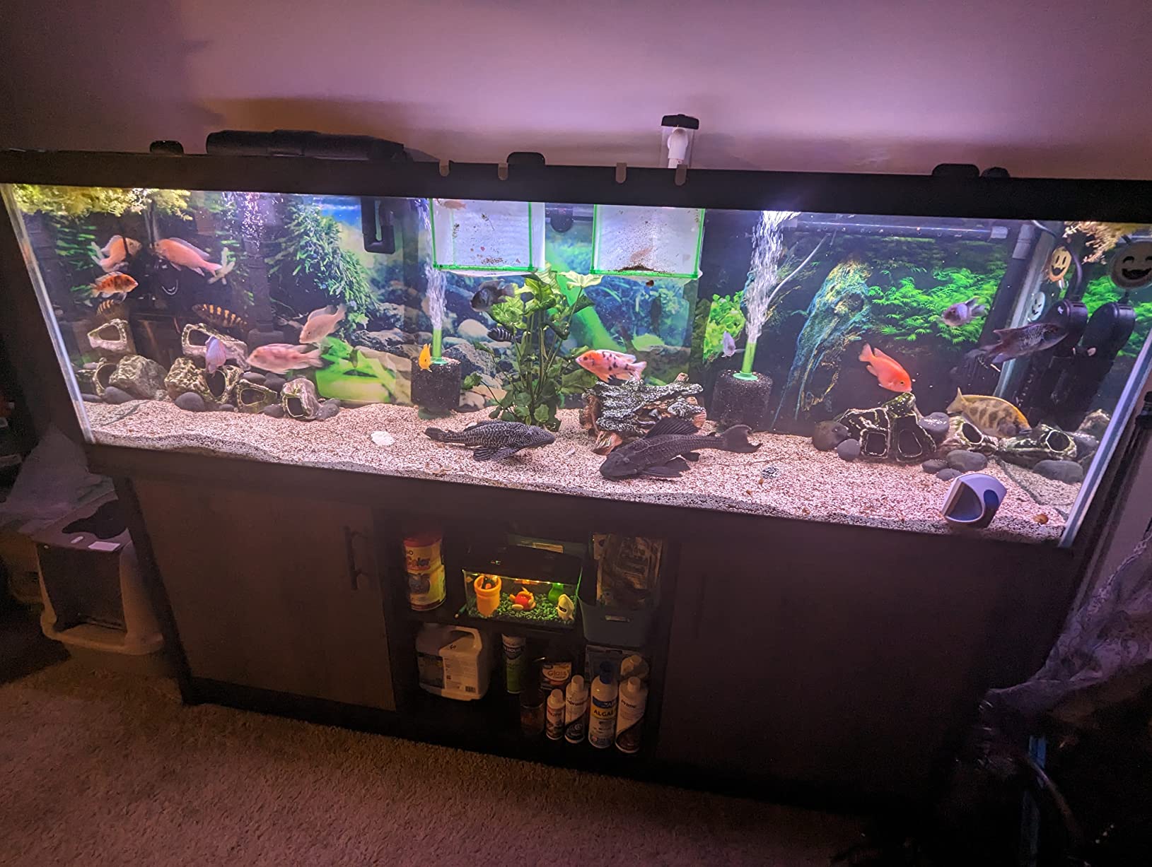 hygger 24/7 Mode Submersible Aquarium LED Light, Full Spectrum Hidden Fish Tank Light with 3 Rows Beads 7 Colors Auto On Off Sunrise-Daylight-Moonlight, Adjustable Timer Brightness customer photo 1