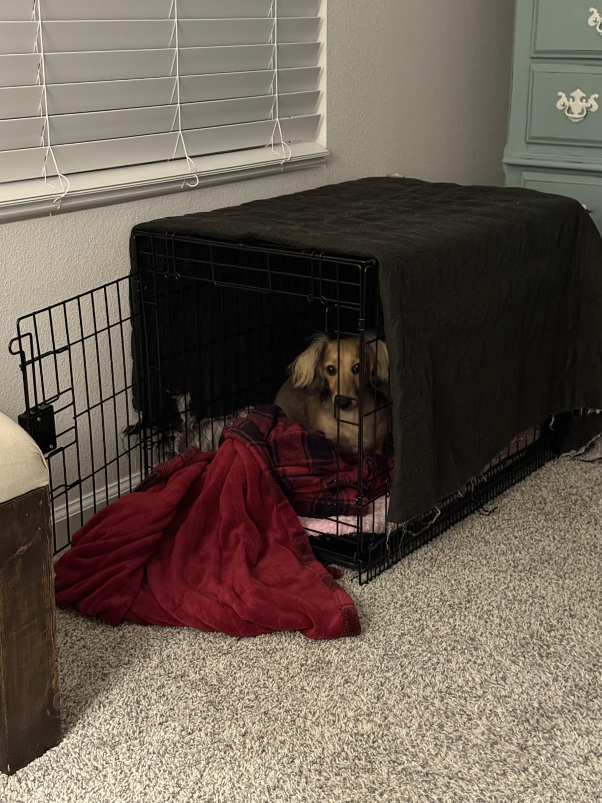 Amazon Basics Portable Metal Wire Dog Crate with Removable Tray, Single Door with Divider Panel, Foldable, Collapsible, Easy to Assemble & Clean, 36