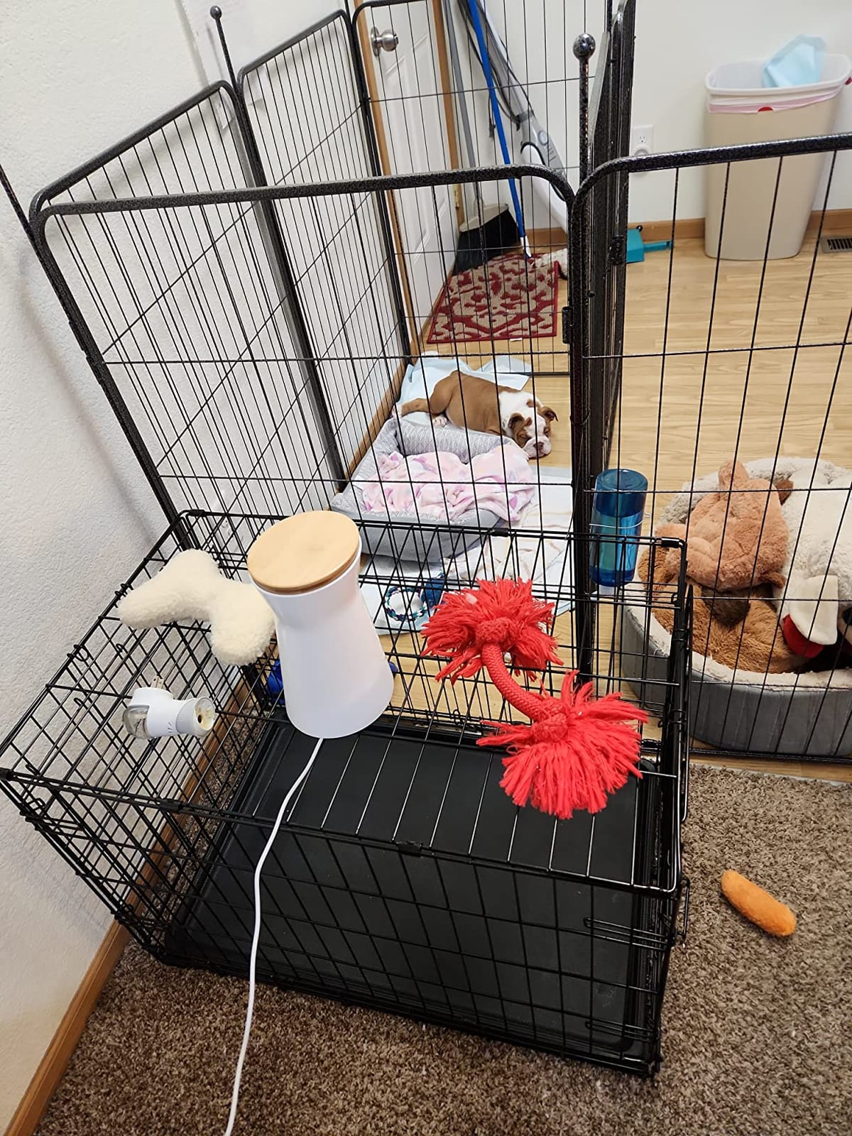 Furbo 360 Dog Camera [No Monthly Fee] | 360 Rotating Live View, Barking Alerts, Treat Toss, 2-Way Audio, Night Vision, Smart Home Puppy Monitoring, No AI Alerts customer photo 1