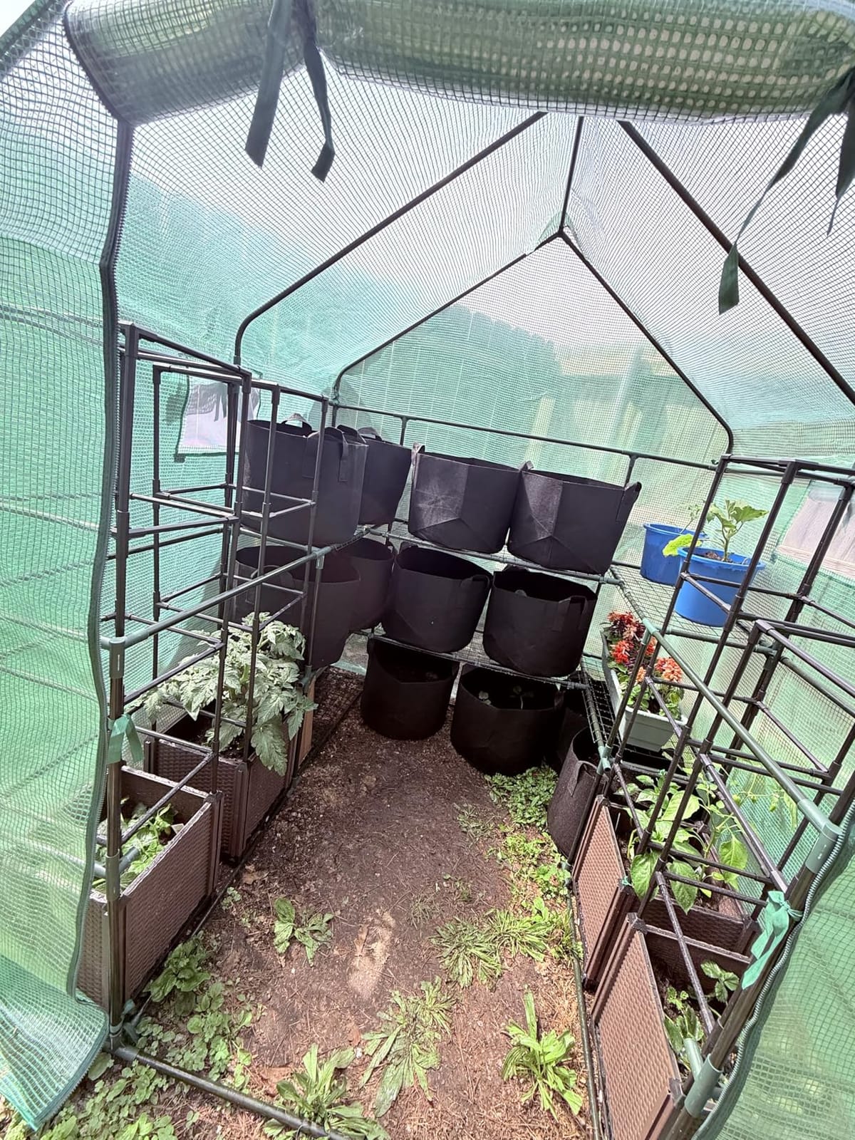 SUNGIFT Walk-in Greenhouse, 57 x 61 x 80 in, 3 Tiers 10 Shelves customer photo 2