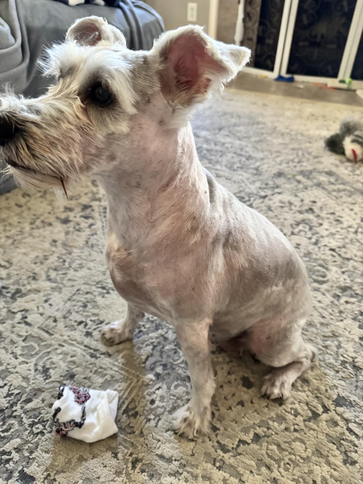 oneisall Dog Clippers for Grooming Thick Heavy Coats | Low Noise, Rechargeable Cordless, Detachable Stainless Steel Blade, IPX7 Waterproof, 10 Guide Combs customer photo 1