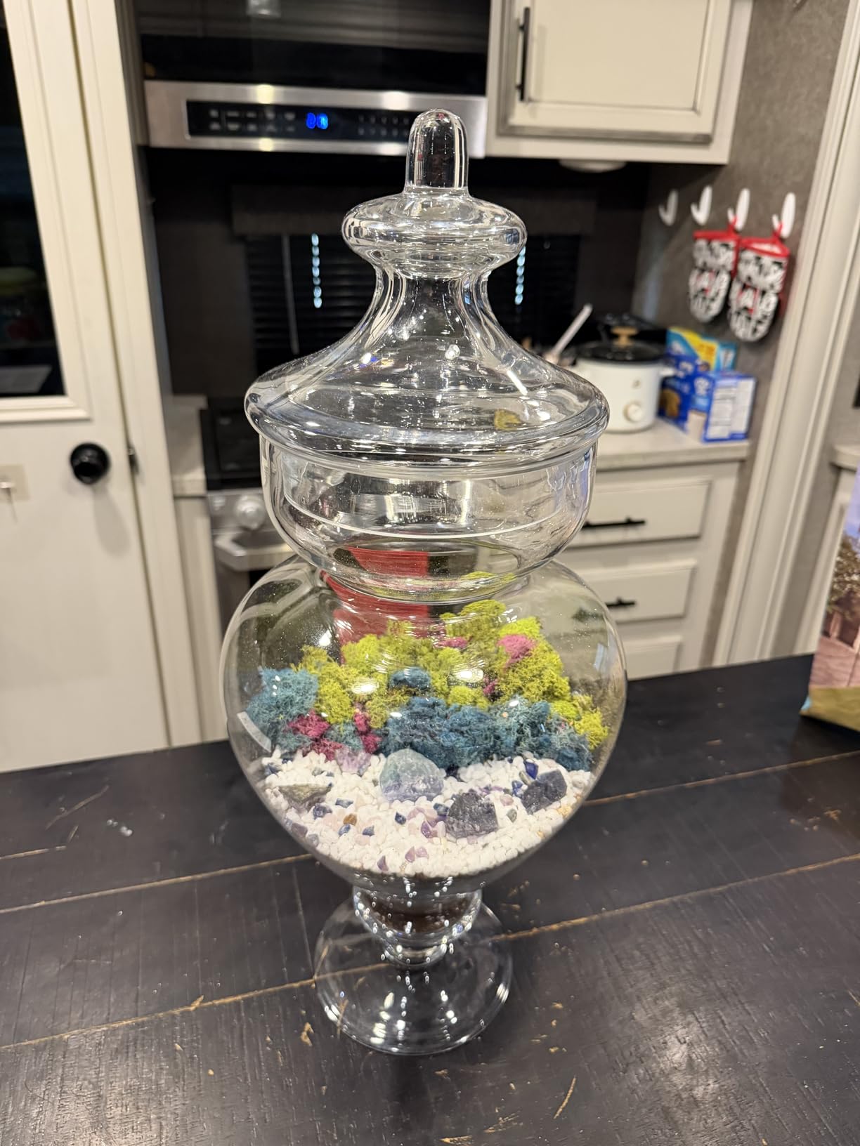 Creations by Nathalie Large Terrarium Starter Kit with Moss Soil and Tools customer photo 1