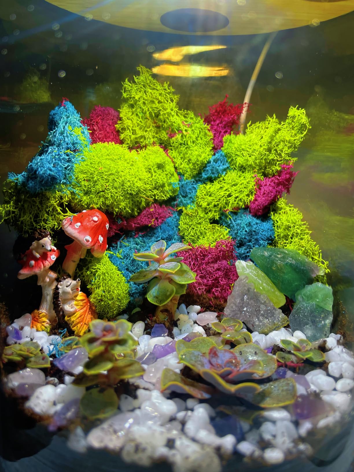 Creations by Nathalie Large Terrarium Starter Kit with Moss Soil and Tools customer photo 2