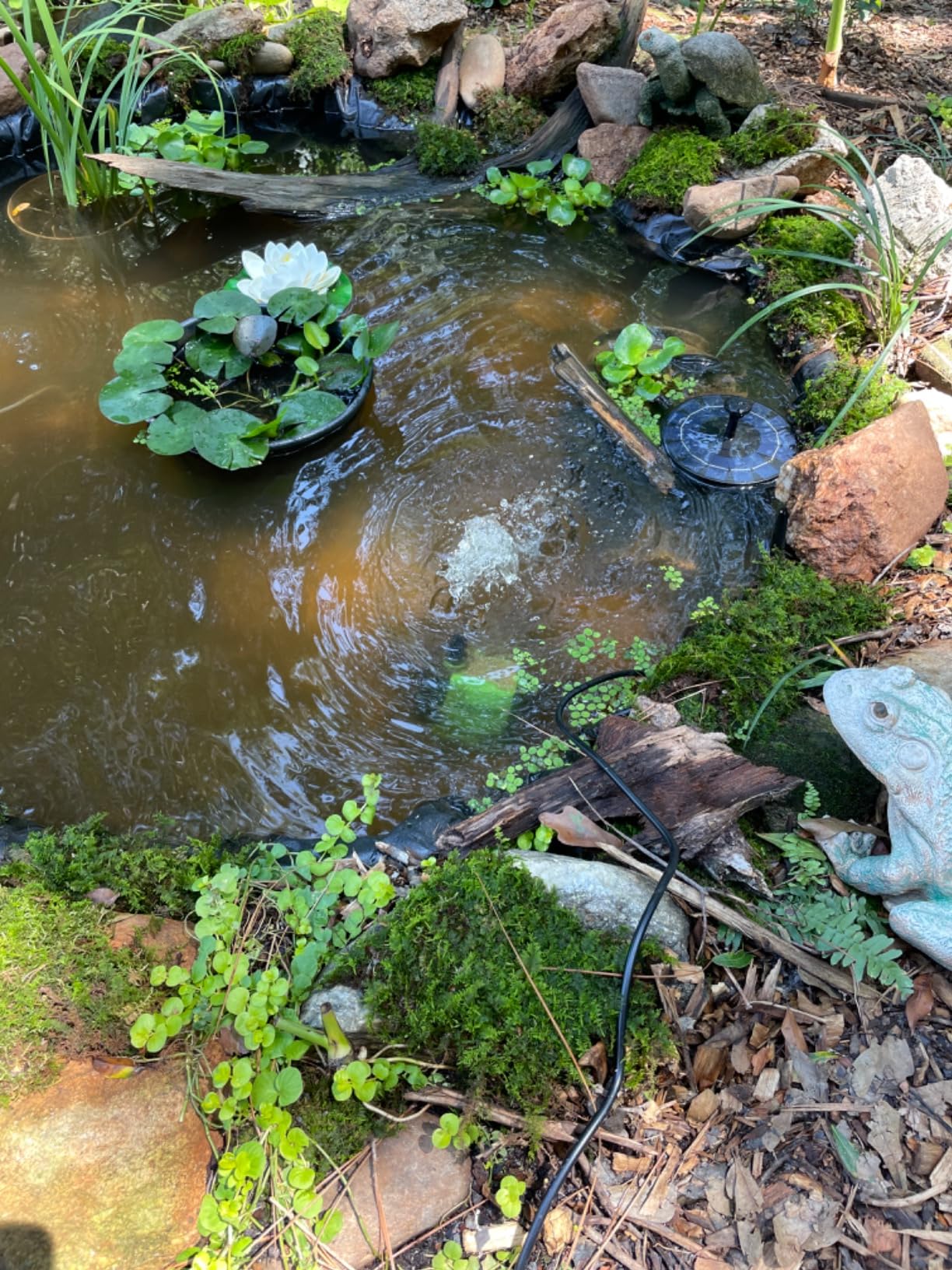 FREESEA 800GPH Small Pond Pump: Circulate 500-1200 Gallon Pond in 1-2 Hours | 24/7 Reliable Operation for Crystal Clear Water & Healthy Koi - 45W Quiet Motor with Adjustable Flow customer photo 2