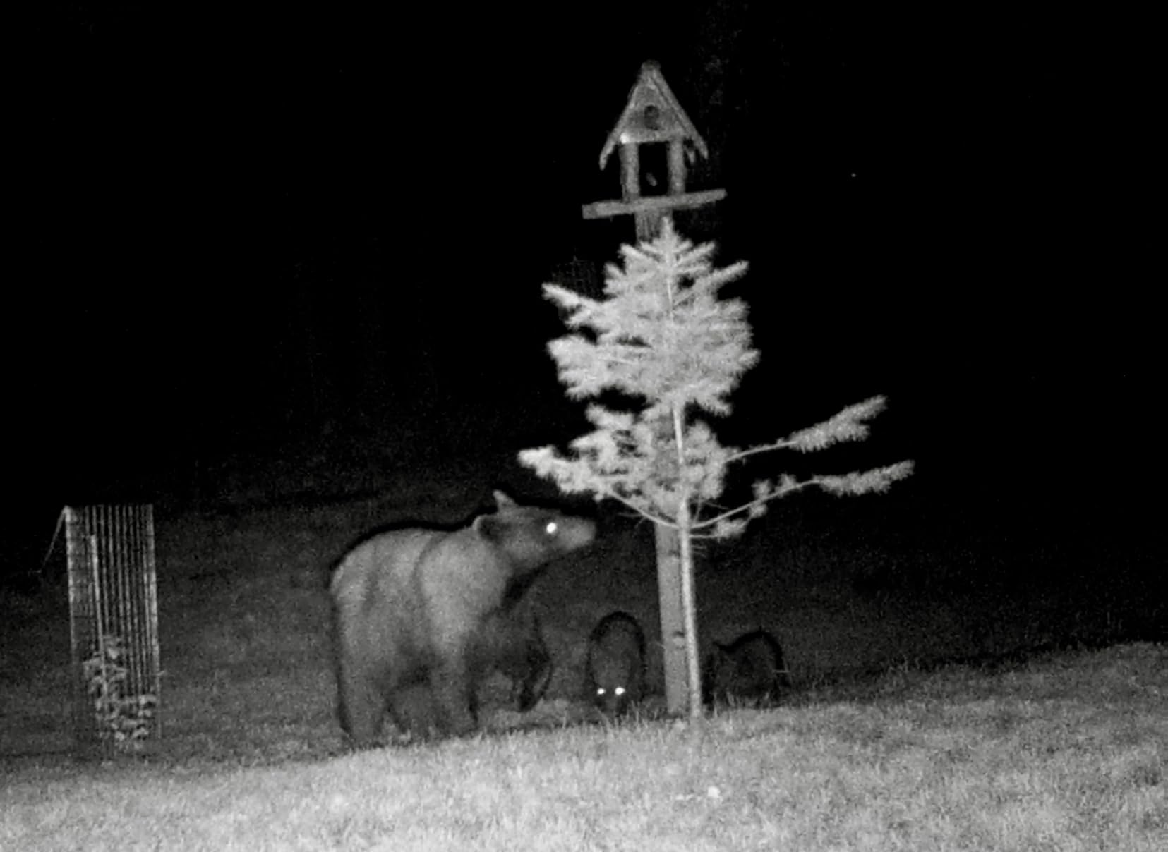 WOSODA 2 Pack Trail Cameras with Night Vision Motion Activated Waterproof,48MP Hunting Game Camera,1080P HD Trail Cam for Wildlife Monitoring,Outdoor Scouting & Security(Non-Cellular Non-WiFi) customer photo 1