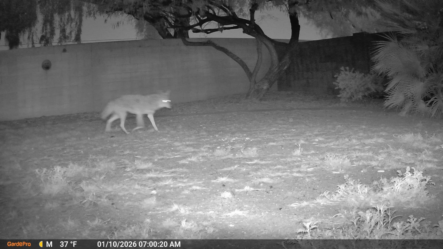 GardePro E5S Trail Camera, 64MP Photo & 1296P HD Video customer photo 2