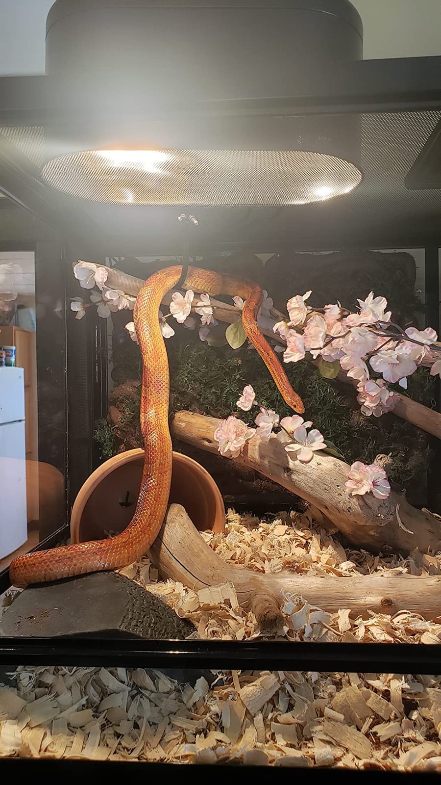 Zilla QuickBuild Reptile 65 Gallon Glass Terrarium, 48