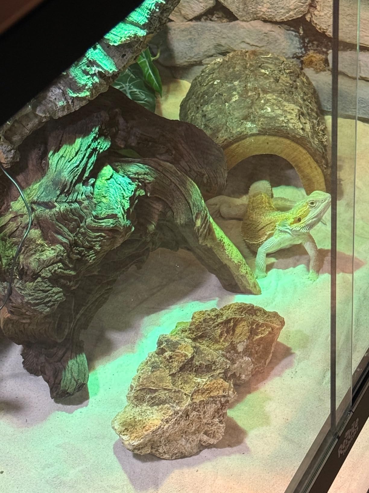 Reptile Habitats 4x2x2 (120 Gallon) Reptile Enclosure V3 PVC Panels, Glass Doors, Lightweight, Easy to Assemble, Heavy Duty Screen, Aluminum Frame customer photo 1