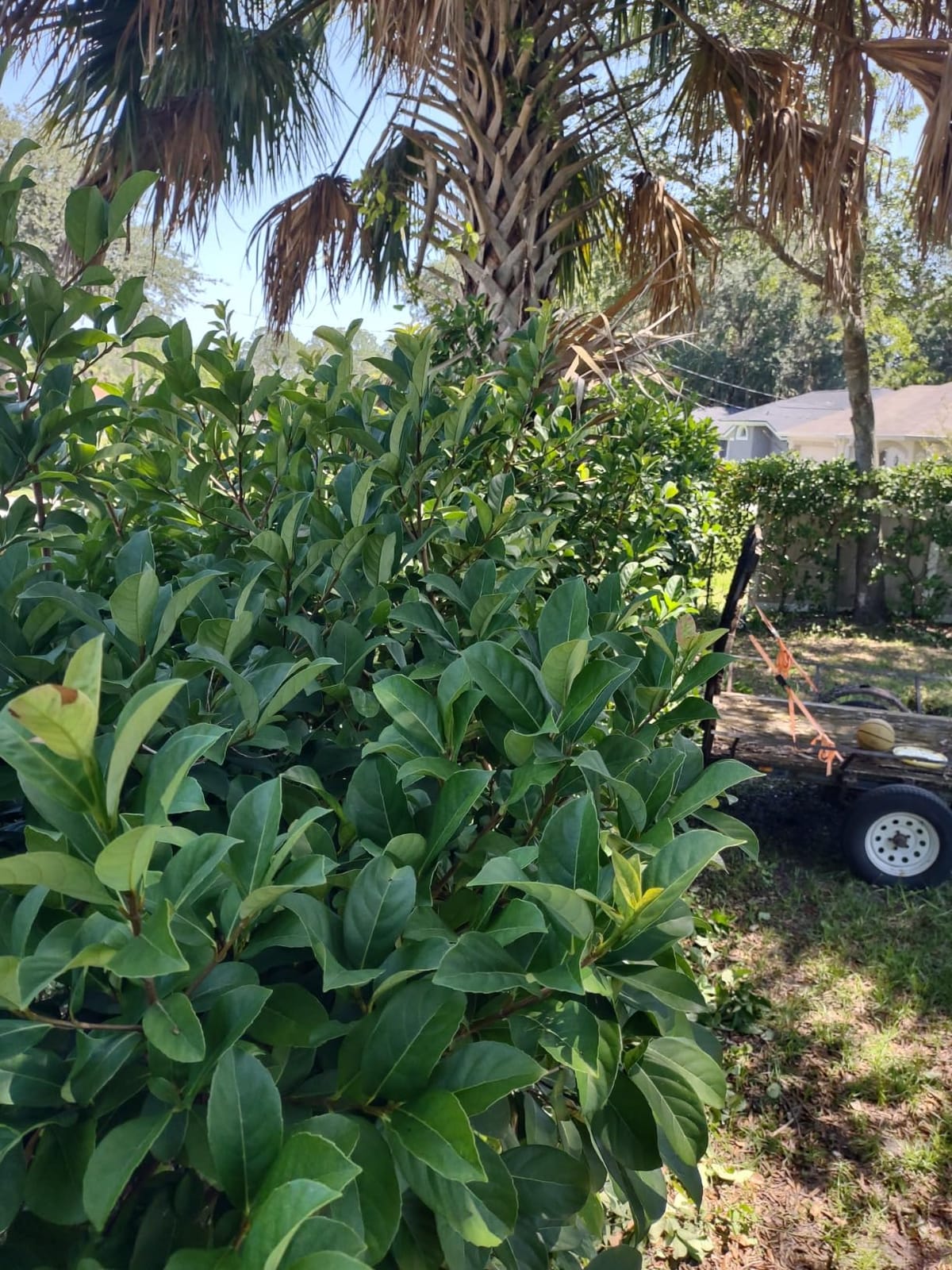 EGO POWER+ Hedge Trimmer Cordless, Electric Hedge Trimmer 26