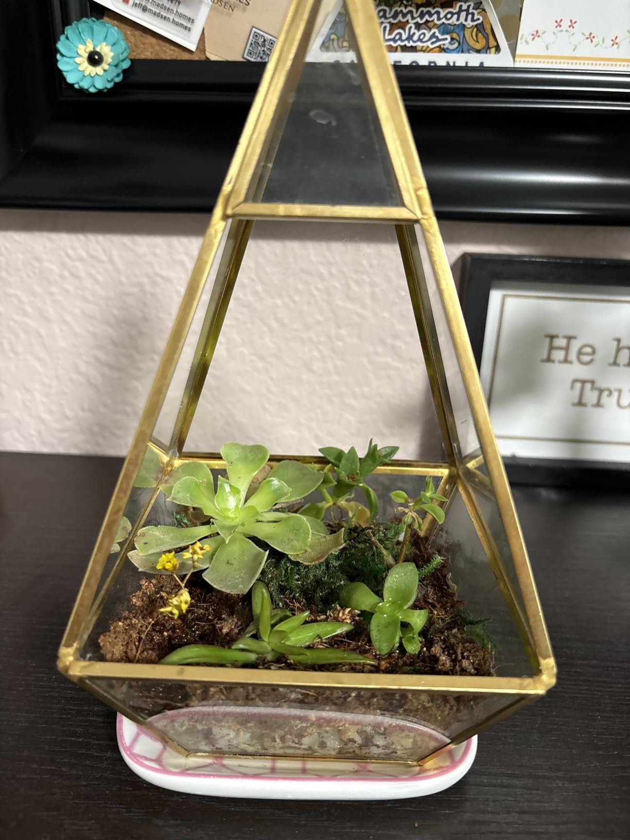 Terrarium Kit, Succulents & Indoor Plants Set DIY customer photo 2