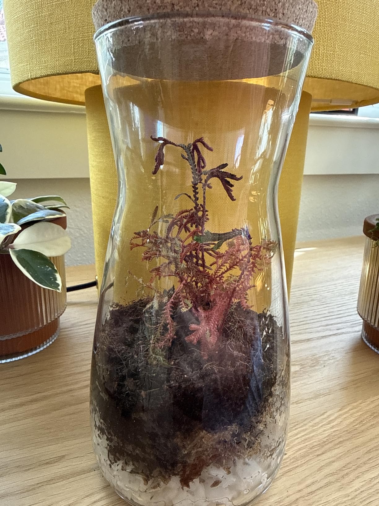 Terrarium Kit for Plants DIY customer photo 1