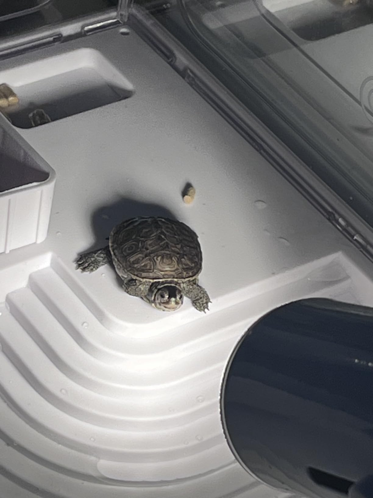 Small Turtle Tank Kit with Light and Filter for Baby Turtles customer photo 2