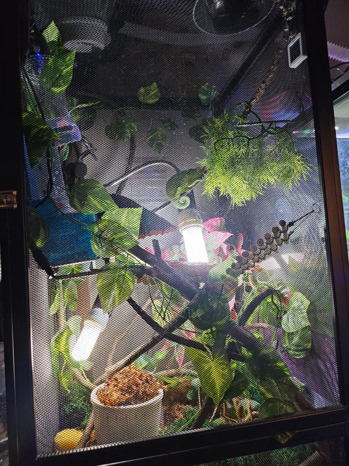 RunDuck Foldable Reptile Terrarium Kit, 45 Gallon 32