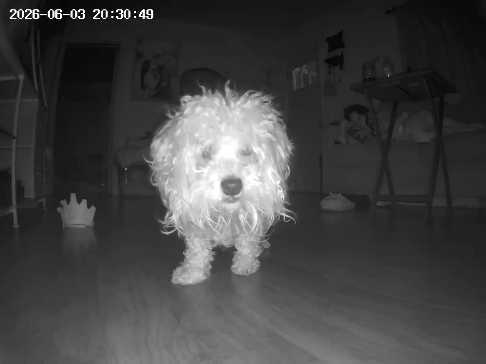 TKENPRO 2K Pet Camera Treat Dispenser, 360 View Dog Camera with Phone App, 5G&2.4G WiFi 2-Way Talk Pet Cam Indoor for Cats Remote Treat Tossing, Motion Alerts, Auto Tracking customer photo 1