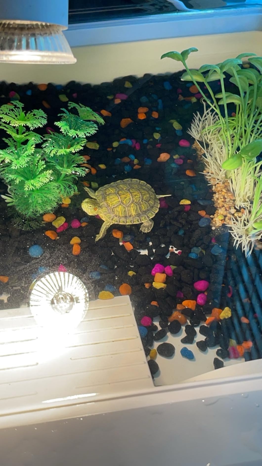 AZV Turtle Tank Starter Habitat Kit,Complete Aquatic Terrarium Enclosure customer photo 2