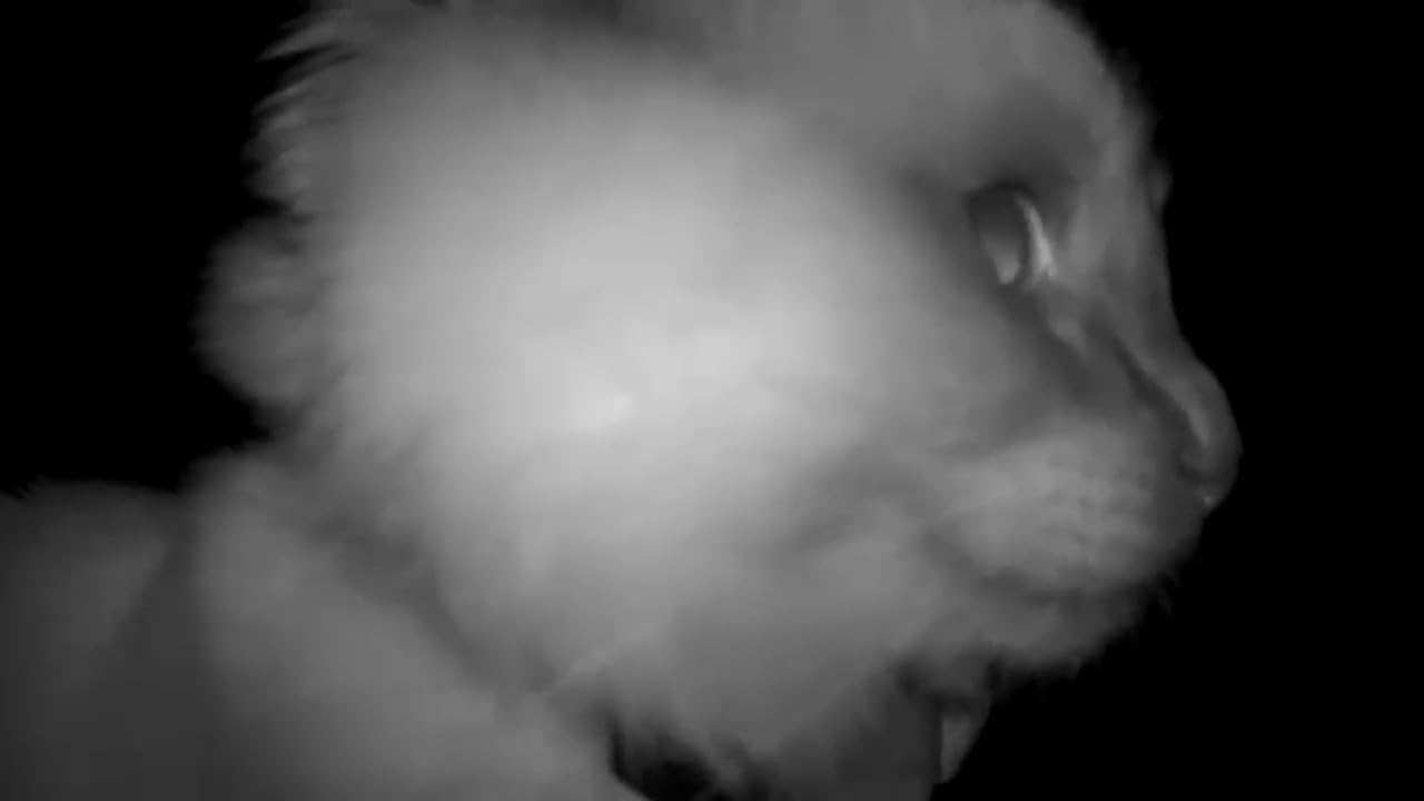 Petcube Cam 360 - Wi-Fi Pan-Tilt Pet Security Camera with App | No subscription required, 1080p HD video, 360 rotation, night vision, AI alerts for dog, cat & home monitoring customer photo 2