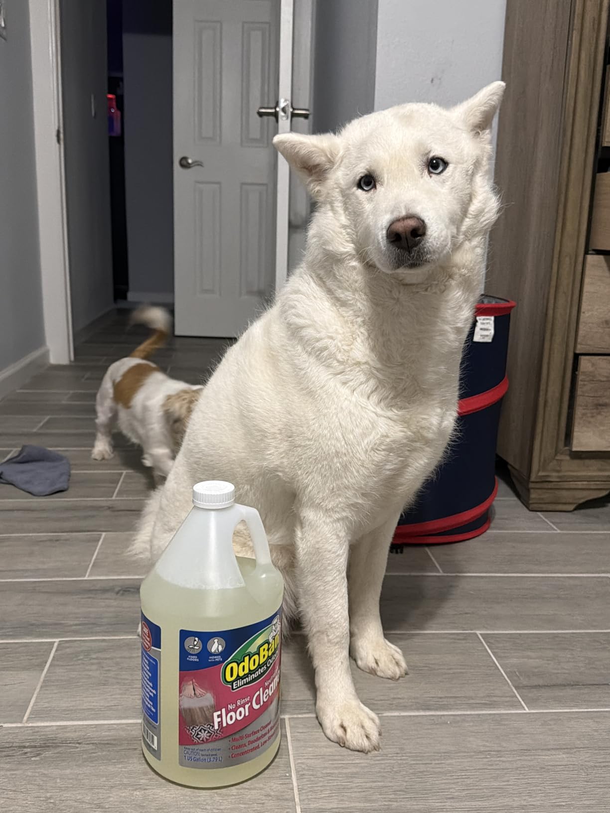 OdoBan Pet Solutions No Rinse Neutral pH Floor Cleaner Concentrate, Made in the USA, Splash O' Citrus Scent, 2 Gallons customer photo 2