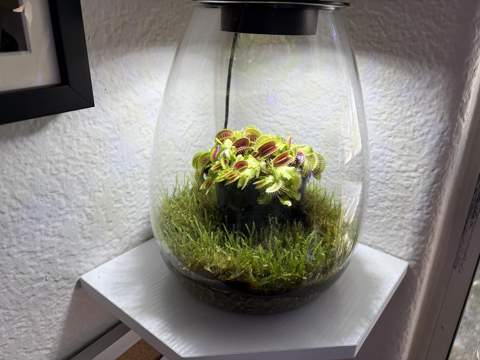 Desktop Glass Plant Terrarium with Grow Light for Carnivorous Plants & Moss customer photo 1