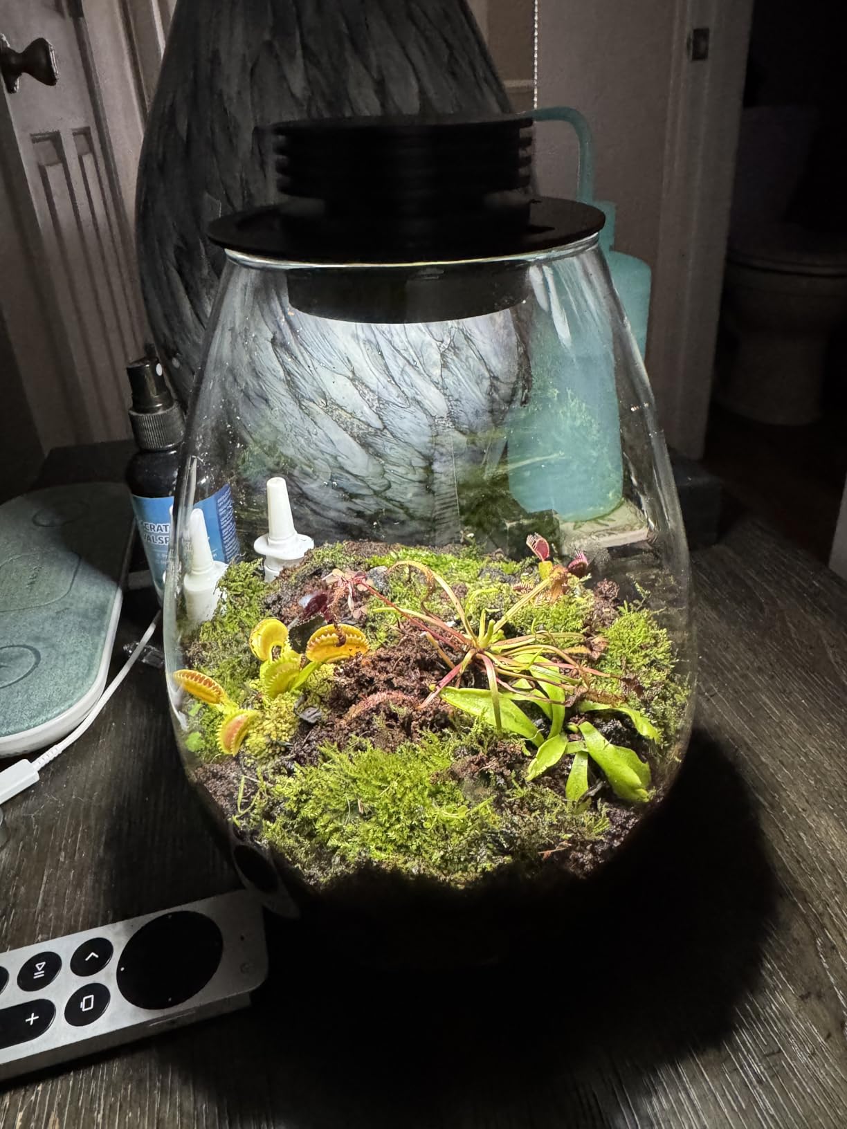 Desktop Glass Plant Terrarium with Grow Light for Carnivorous Plants & Moss customer photo 2