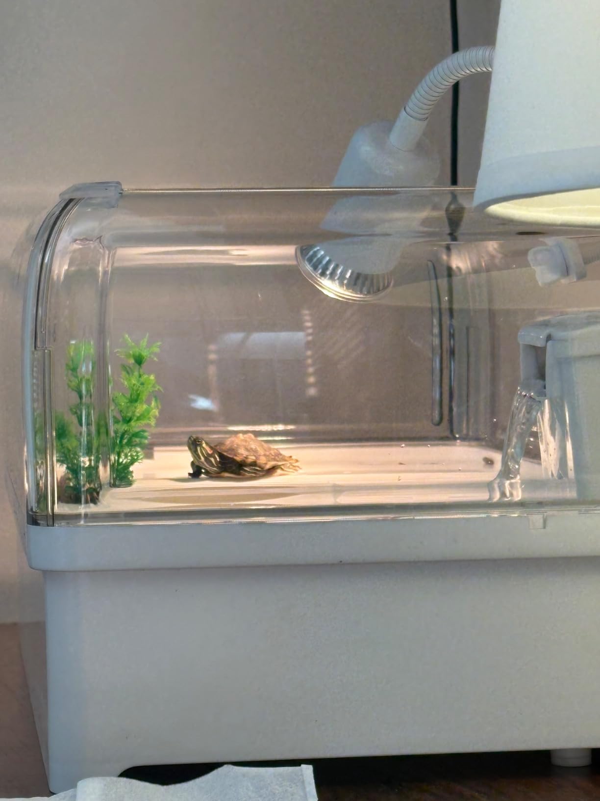 Turtle Tank Starter Kit for Baby Turtles,6.57 Gallon Small Green customer photo 2