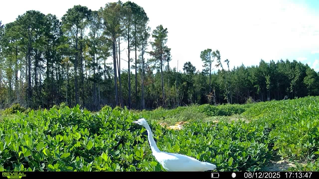 TACTACAM Reveal Pro 3.0 Cellular Trail Camera - Multi-Cellular Network, No-Glow IR, Wi-Fi Enabled, HD Photos & 1080p Videos, Long Battery Life + Solar Panel, Lipo Lithium Battery Pack, & 32GB SD Card customer photo 2