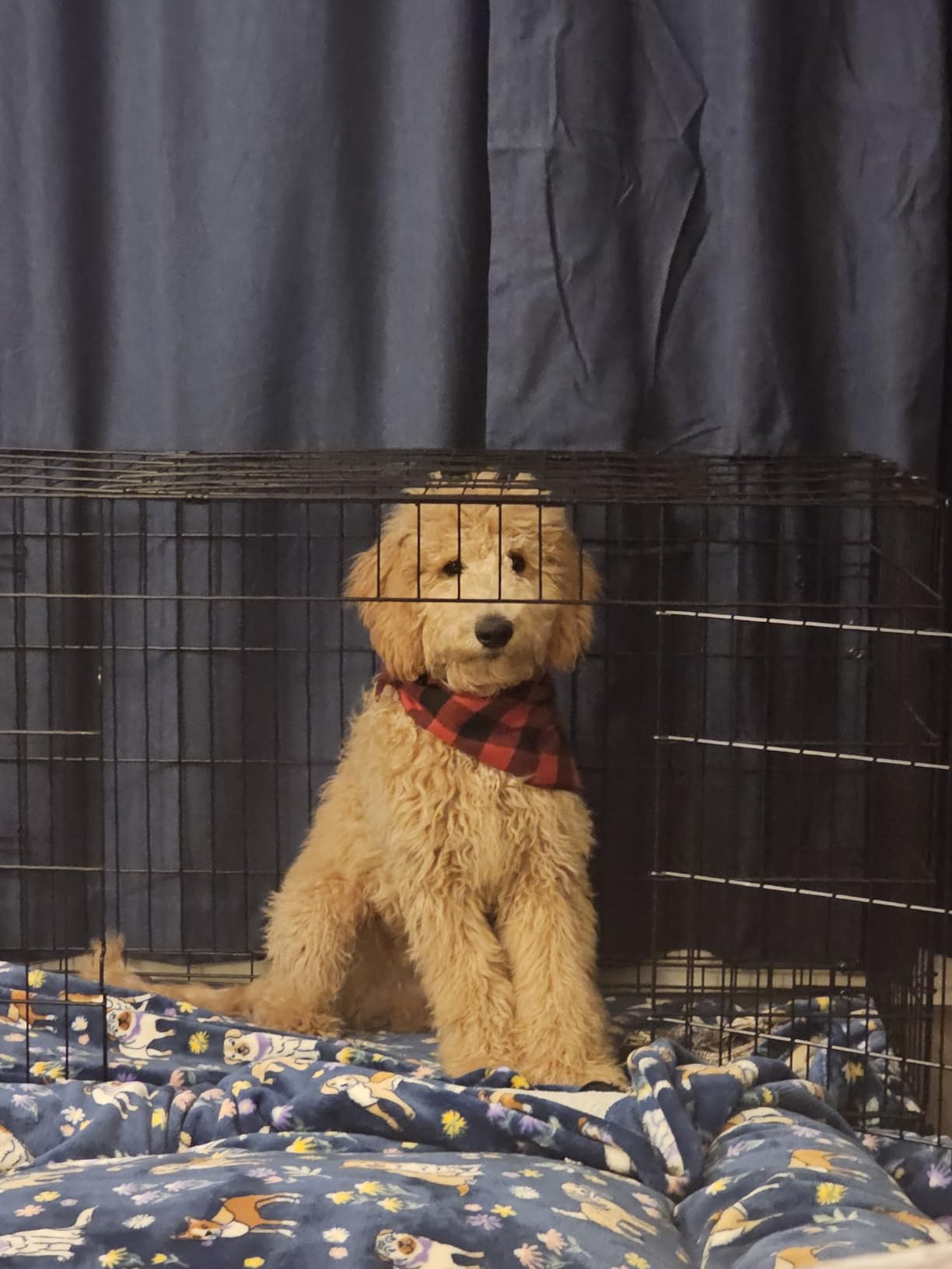Yaheetech 42inch Double Door Dog Crate w/Divider, Collapsible Metal Kennel customer photo 1