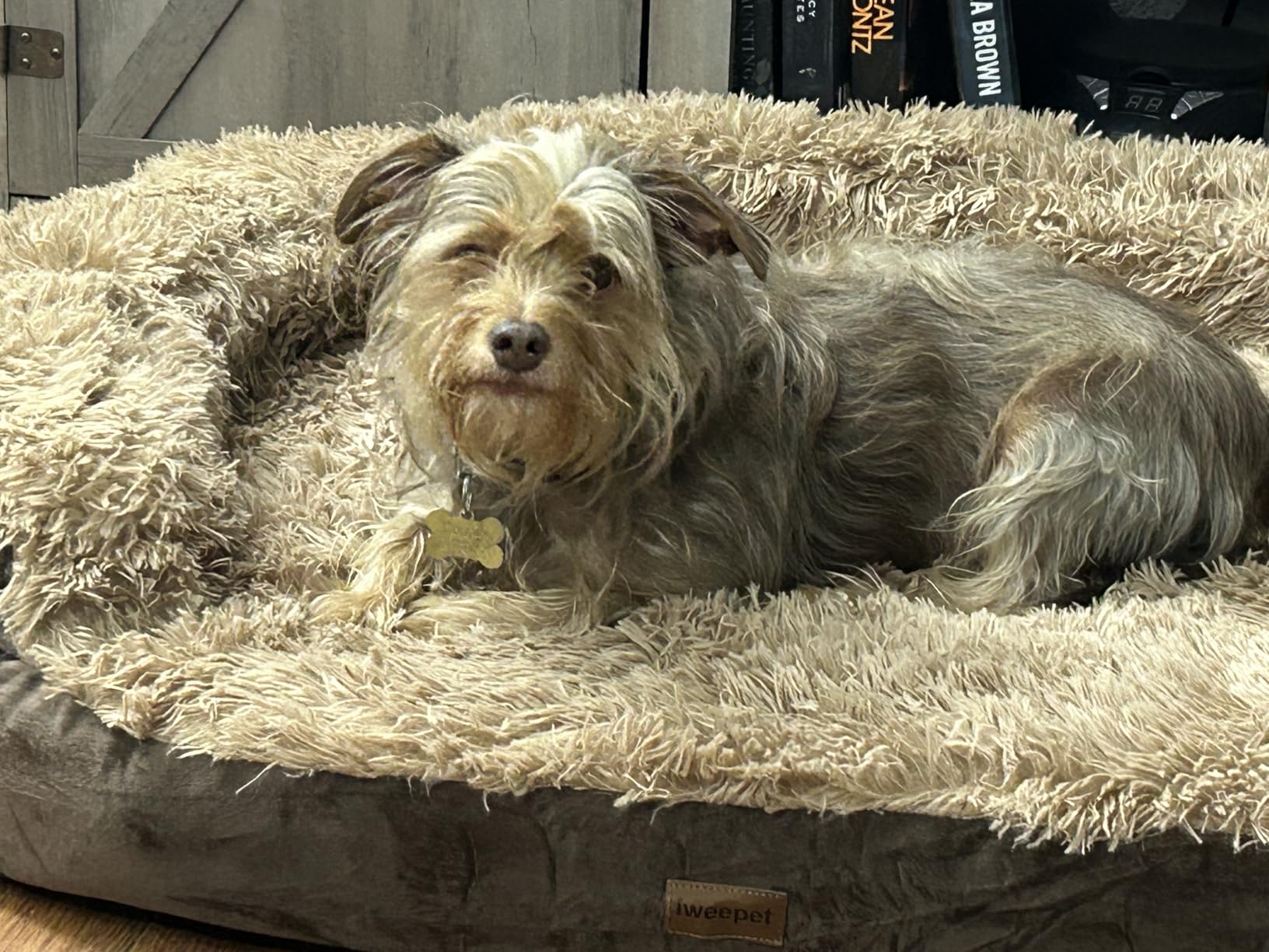 iweepet Fluffy Calming Orthopedic Dog Beds for Large & Extra Large Dogs, 44'' Supportive Dog Sofa Bed with 3.7 inch 28D Egg-Crate Foam, Removable Washable Plush Cover, Waterproof Lining, Grey customer photo 1