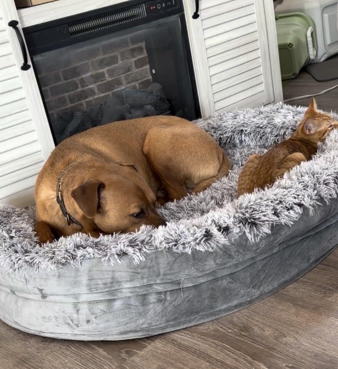 iweepet Fluffy Calming Orthopedic Dog Beds for Large & Extra Large Dogs, 44'' Supportive Dog Sofa Bed with 3.7 inch 28D Egg-Crate Foam, Removable Washable Plush Cover, Waterproof Lining, Grey customer photo 2
