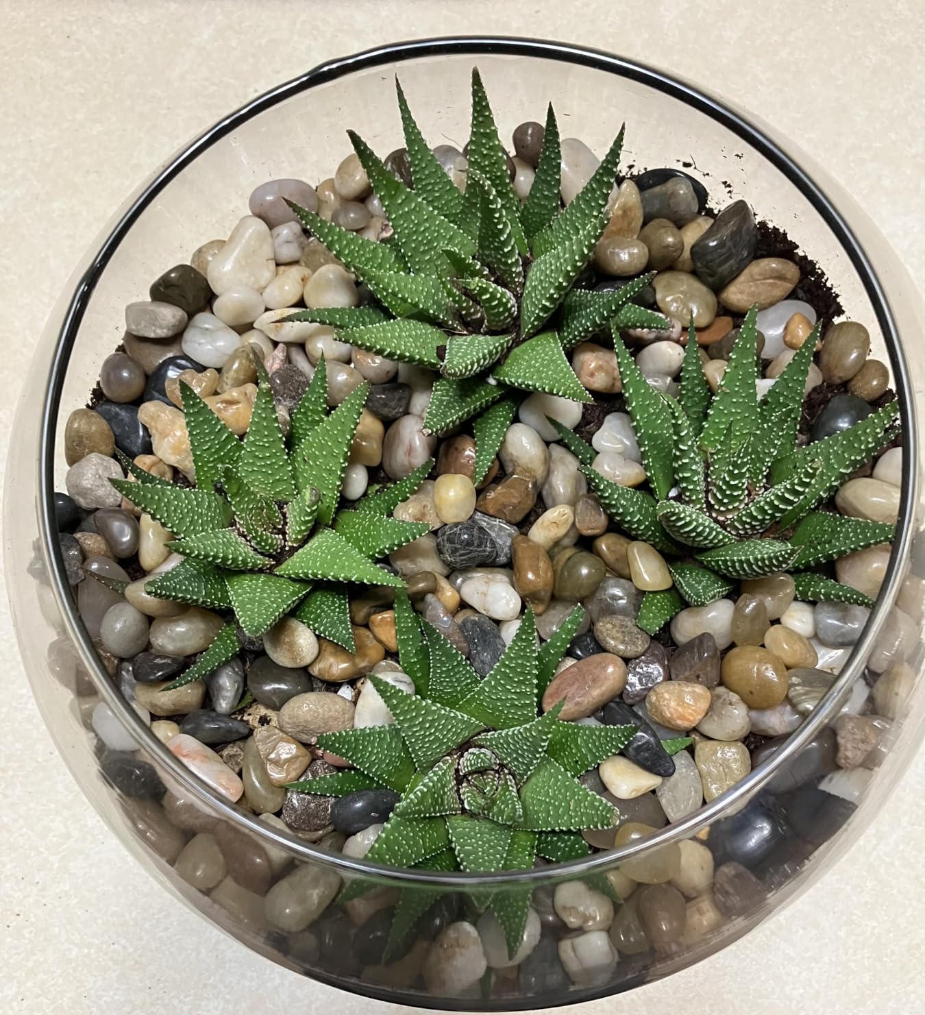 DUSPRO All-in-One DIY Terrarium Starter Kit, Terrarium Supplies customer photo 1