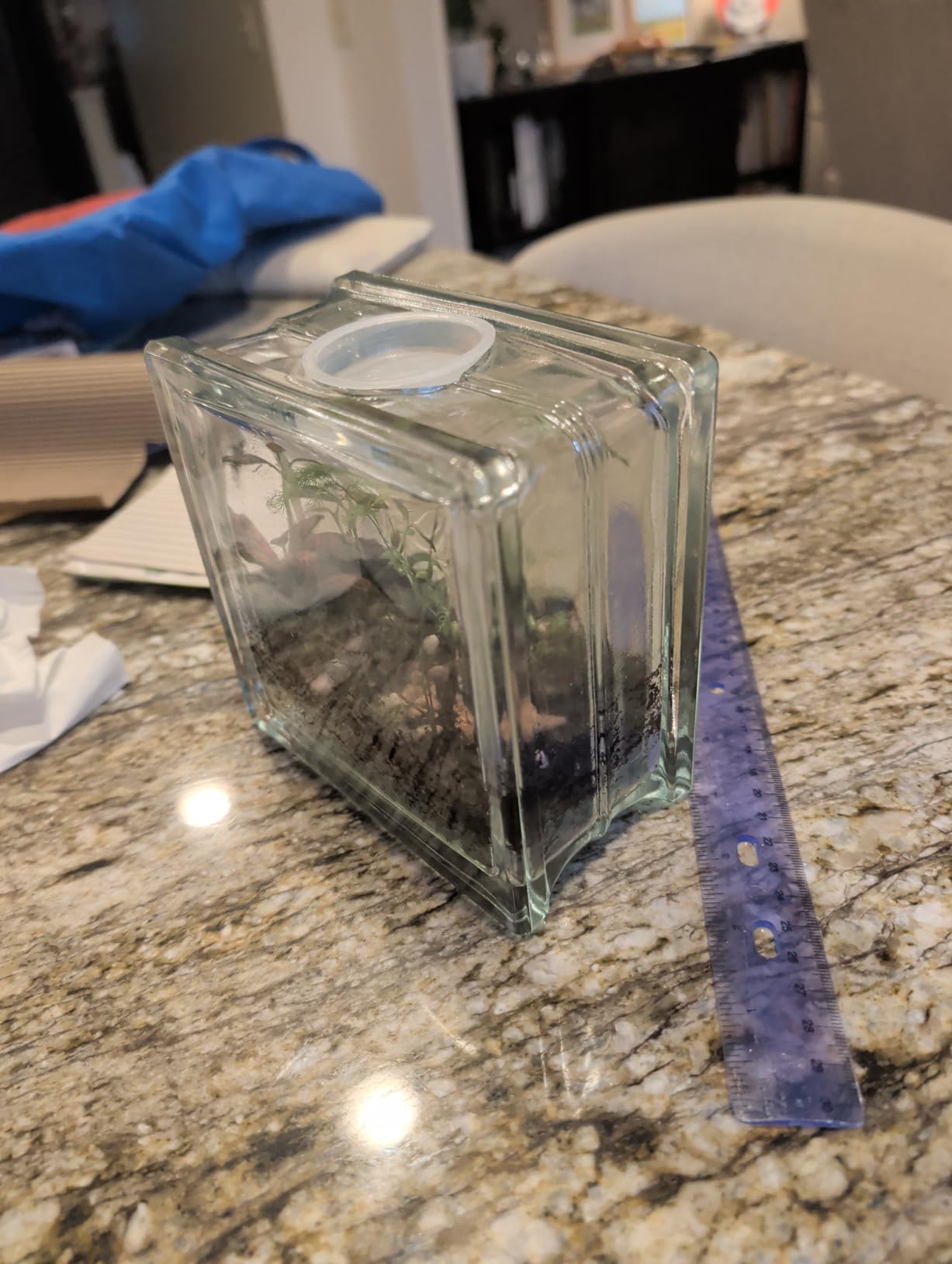 DUSPRO All-in-One DIY Terrarium Starter Kit, Terrarium Supplies customer photo 2