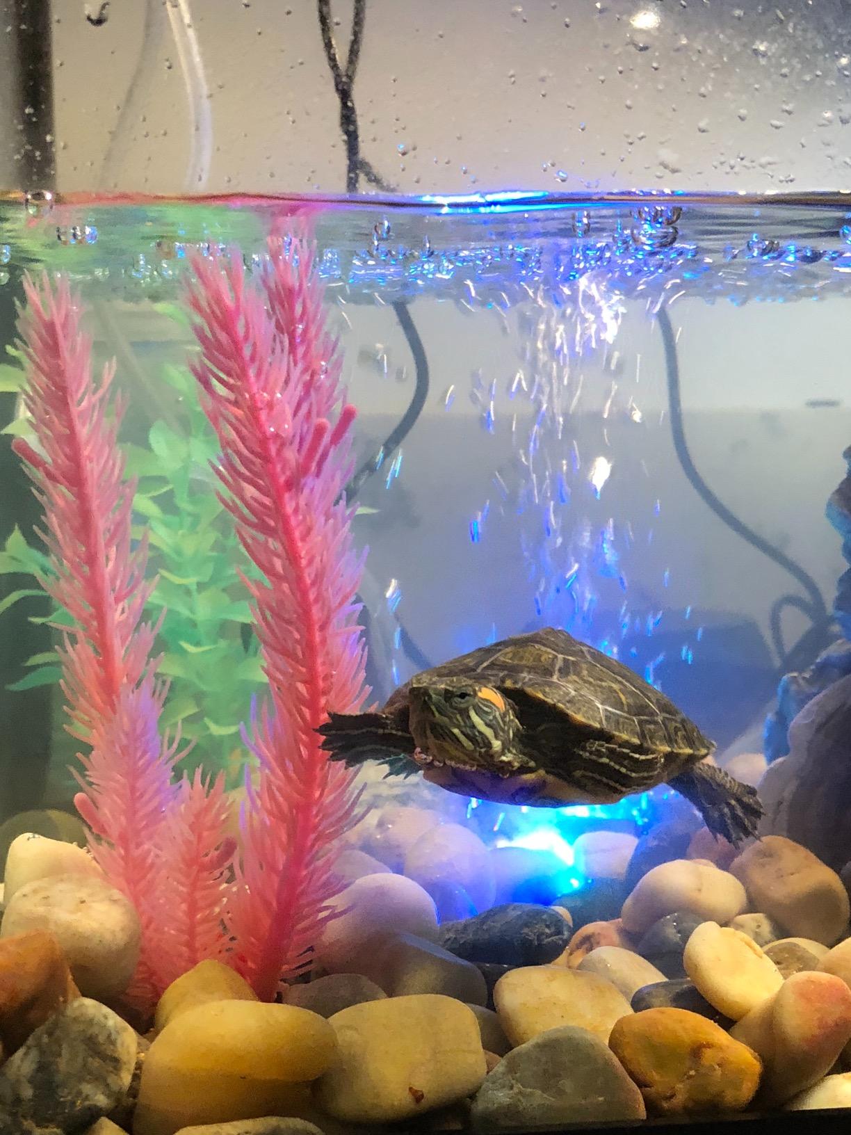 Tetra ReptoHabitat 15 Gallon Complete Kit for Reptiles, Turtles, Amphibians customer photo 2