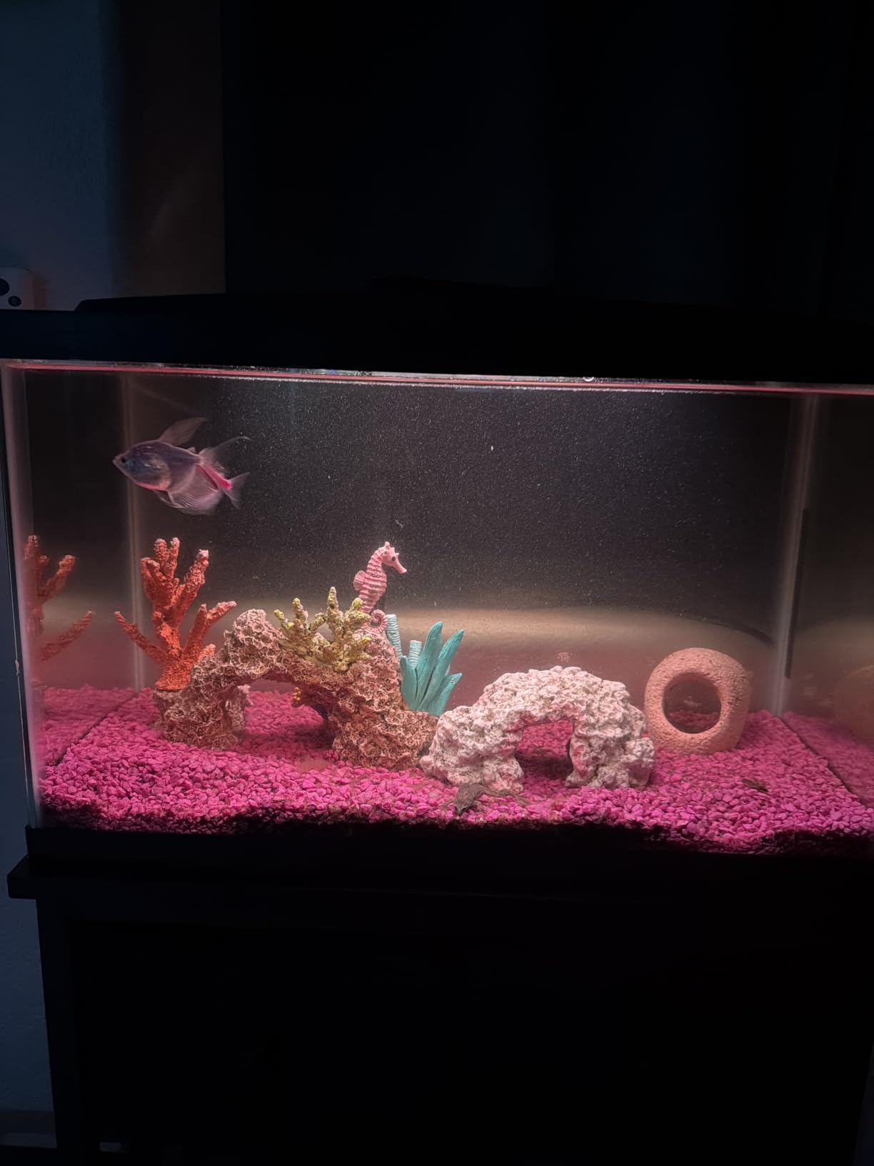 Aqueon Aquarium Starter Kit with Smart Clean Filtration and LED Lighting, Freshwater and Saltwater Fish, 20-Gallon customer photo 1