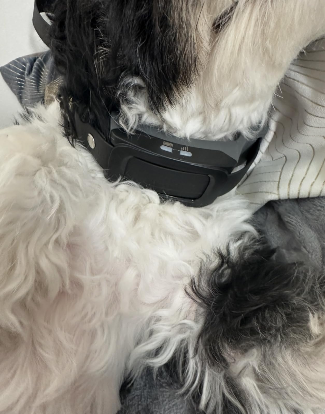 PetSafe Guardian GPS 2.0 Dog Fence + Tracking, 1/2 Acre or More | Dual-Frequency GPS Tracking, up to 50 Custom Virtual Fences via App, Rechargeable, Waterproof, Dogs 10 lb+, Neck 8-28 in customer photo 1