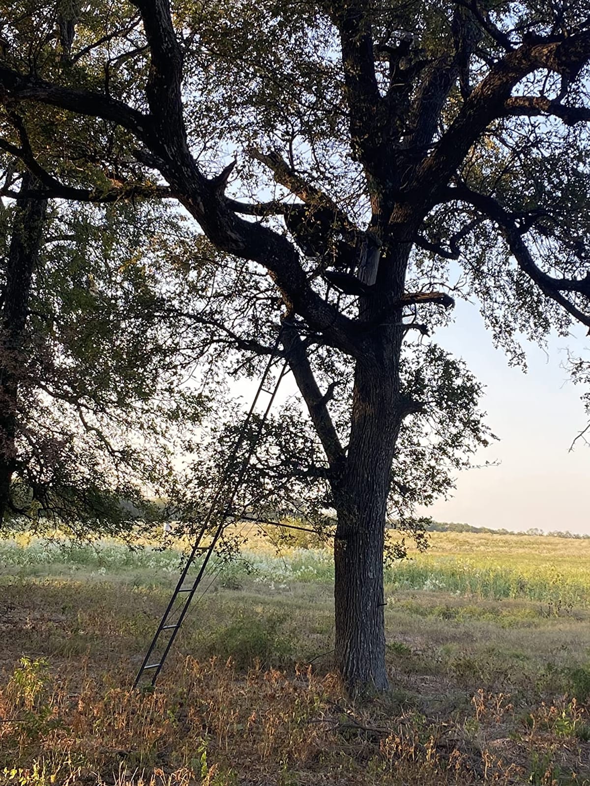 Guide Gear 16.5' 2-Man Ladder Tree Stand for Hunting Elevated Climbing Seat Hunting Gear Equipment Accessories customer photo 1