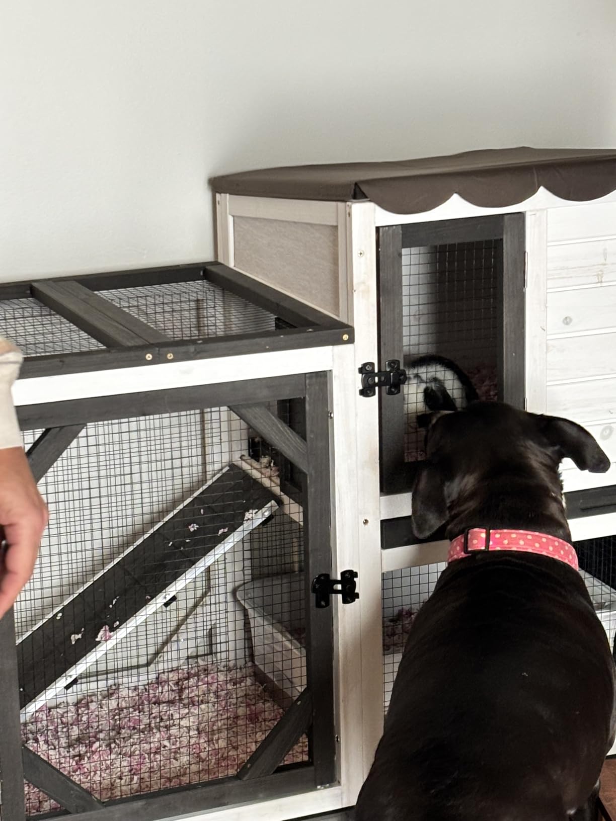 GUTINNEEN 2-Story Rabbit Hutch Indoor Bunny Cage Outdoor Guinea Pig House Wooden Small Animal Cage with Chew-Proof Ramp, Leak-Proof Tray, Lockable Wheels for 2-4 Rabbits, Guinea Pigs (Grey) customer photo 2