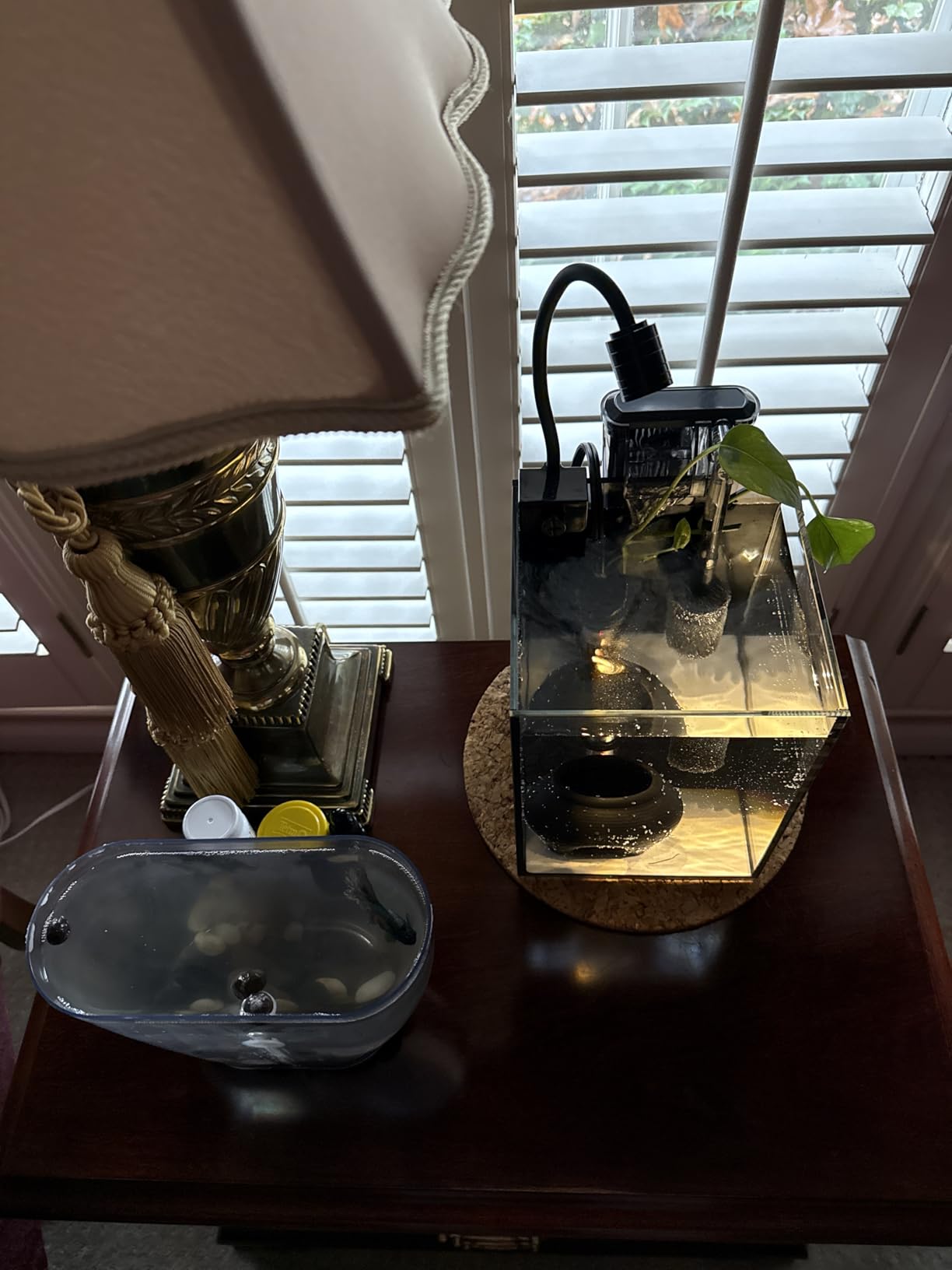 Betta Fish Tank kit,Small Nano Glass Fish Tank Start Kit with Filter,LED Light for Shrimp,Small Fish,Betta (1.5 Gallon) customer photo 2