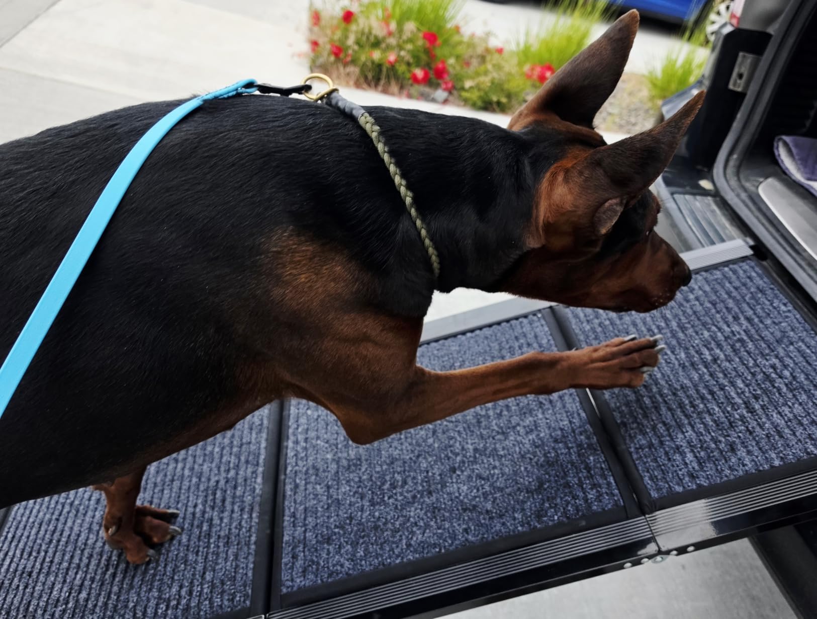 Dog Ramp for Car 71