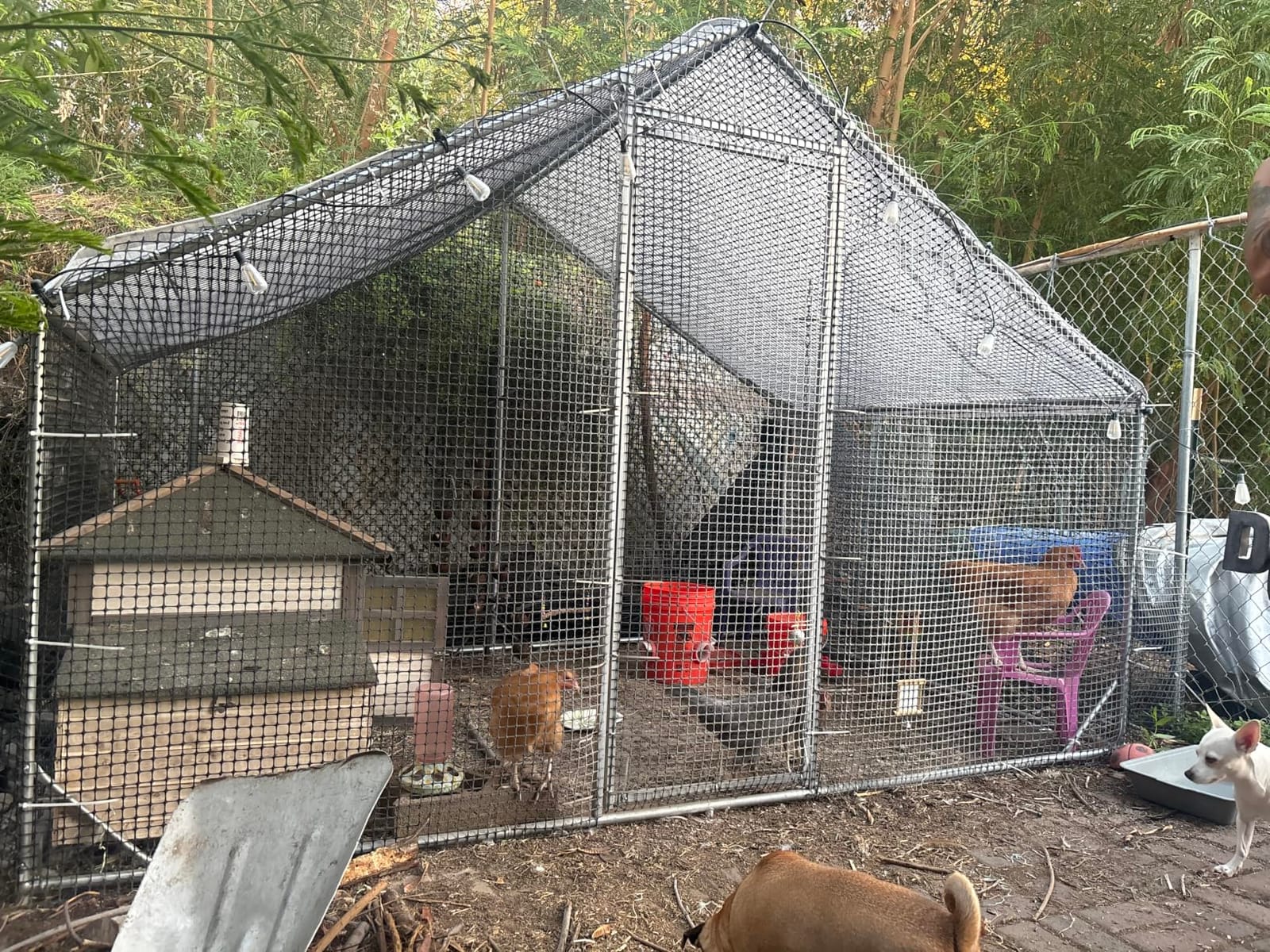 CAMMOO Walk in Chicken Coop, 13.1x9.8x6.6ft Chicken Run for Yard with Cover customer photo 1