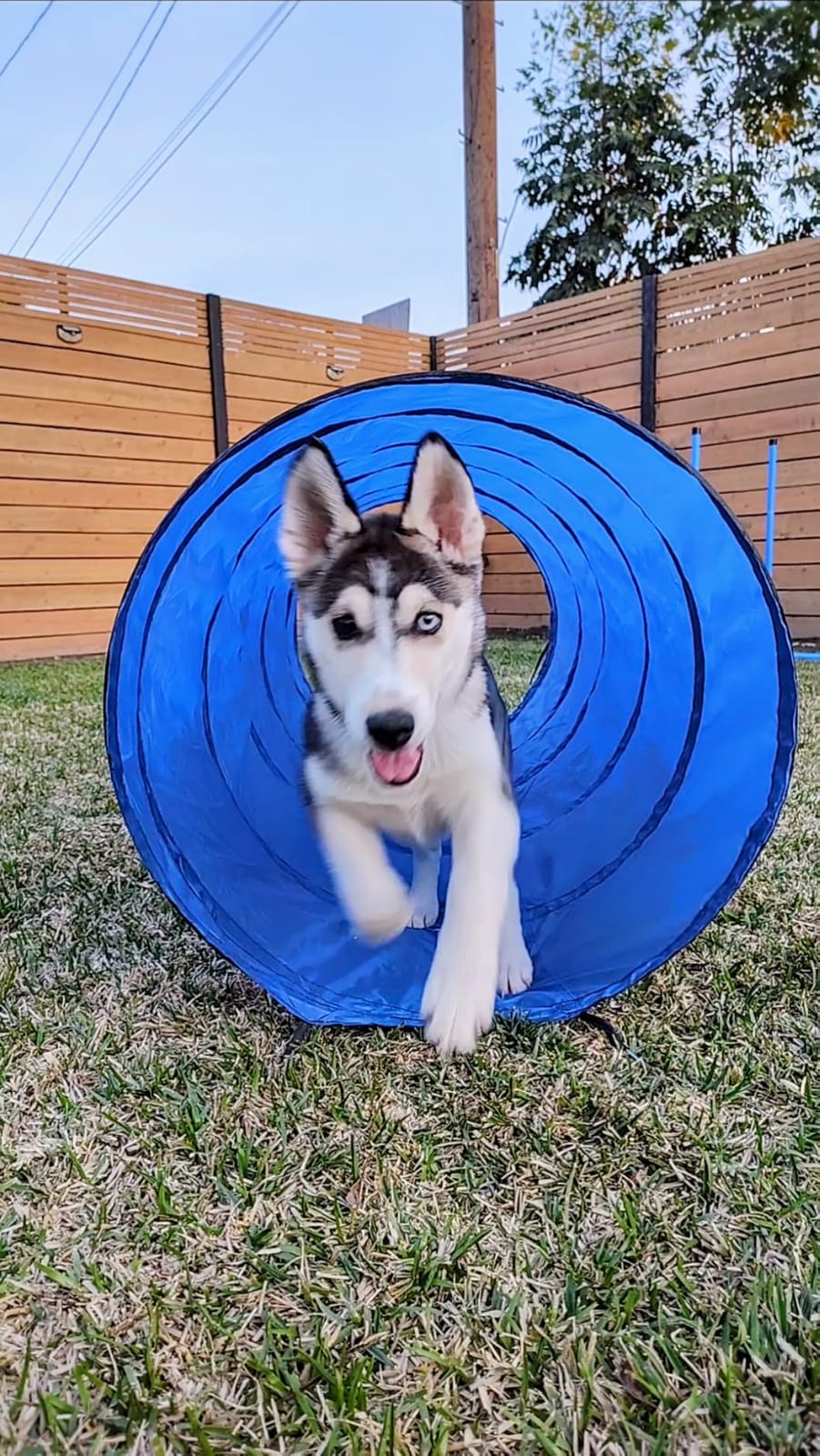 Dog Agility Course Backyard Set, Dog Agility Equipment, Pet obstacle Course Backyard with 6 Dual Mode Weave Poles, 2 Adjustable Hurdle, Jump Ring, Tunnel, Pause Box, Toy Balls and 2 Carrying Bags,Pink customer photo 2
