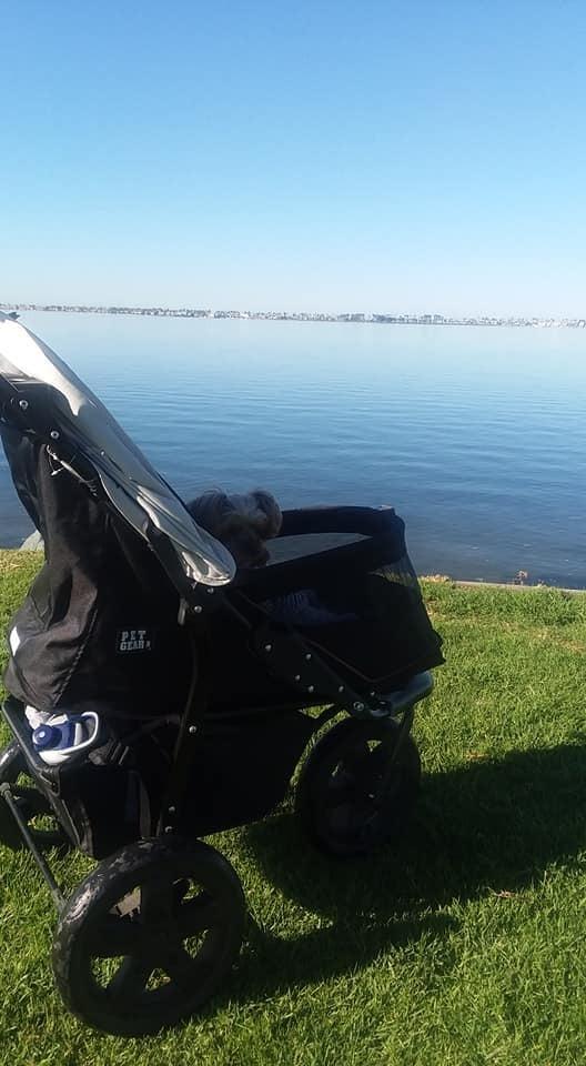 Pet Gear No-Zip AT3 Pet Stroller for Cats/Dogs, Sea Salt customer photo 2
