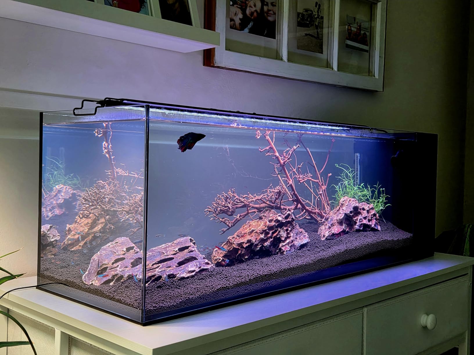 Ultum Nature Systems Dual AIO - Freshwater/Saltwater Compatible, All in One Rimless Tank with Triple Chamber Filtration System, Integrated Filter Aquarium with Leveling Mat - 6 Gallon, 45SA, Black customer photo 2