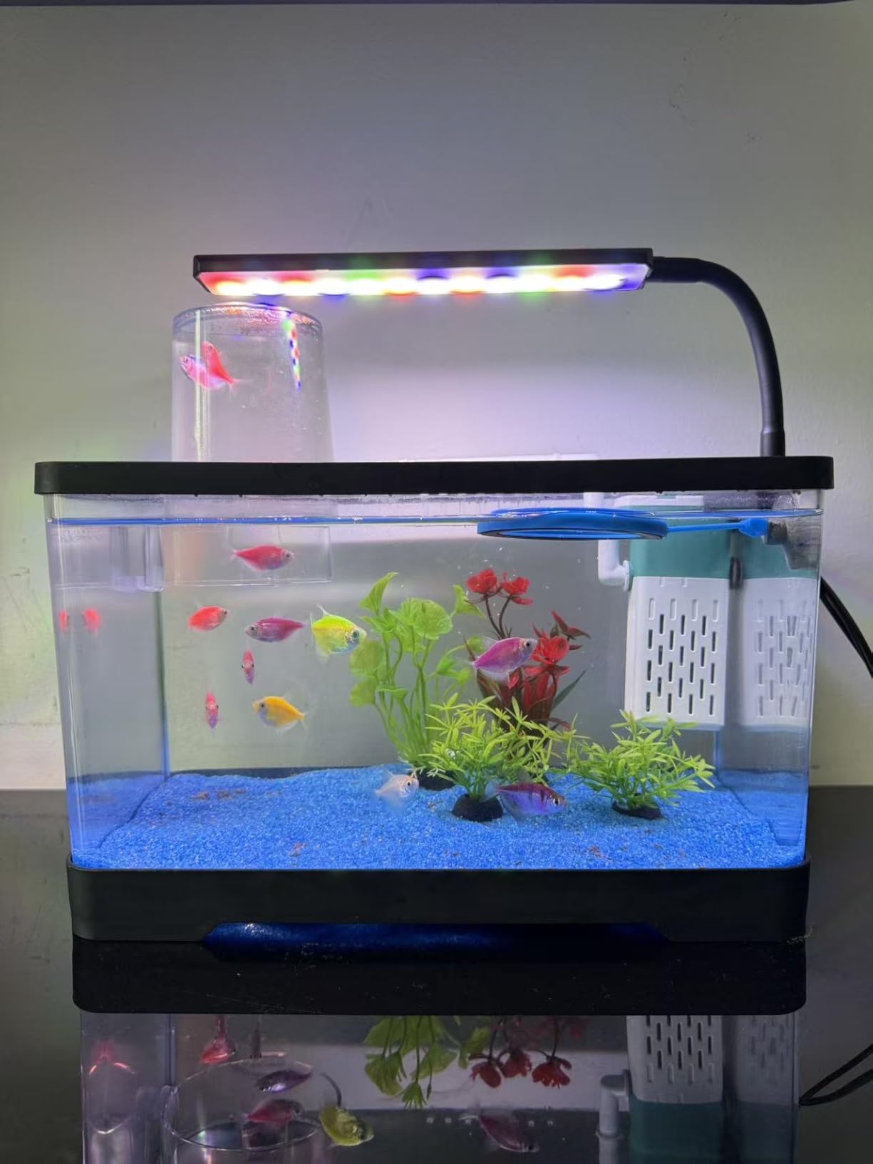 1.5 Gallon Betta Fish Tank Kit, Small Aquarium Starter Kit with Quiet Filter, LED Light & Decorations, Crystal Clear Acrylic Nano Desktop Aquarium for Shrimp, Guppy, Office Home Decor customer photo 2